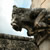 Gargoyle at Avignon
